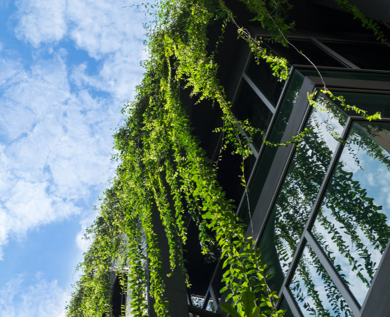 Glass building house covered by green ivy with blue sky